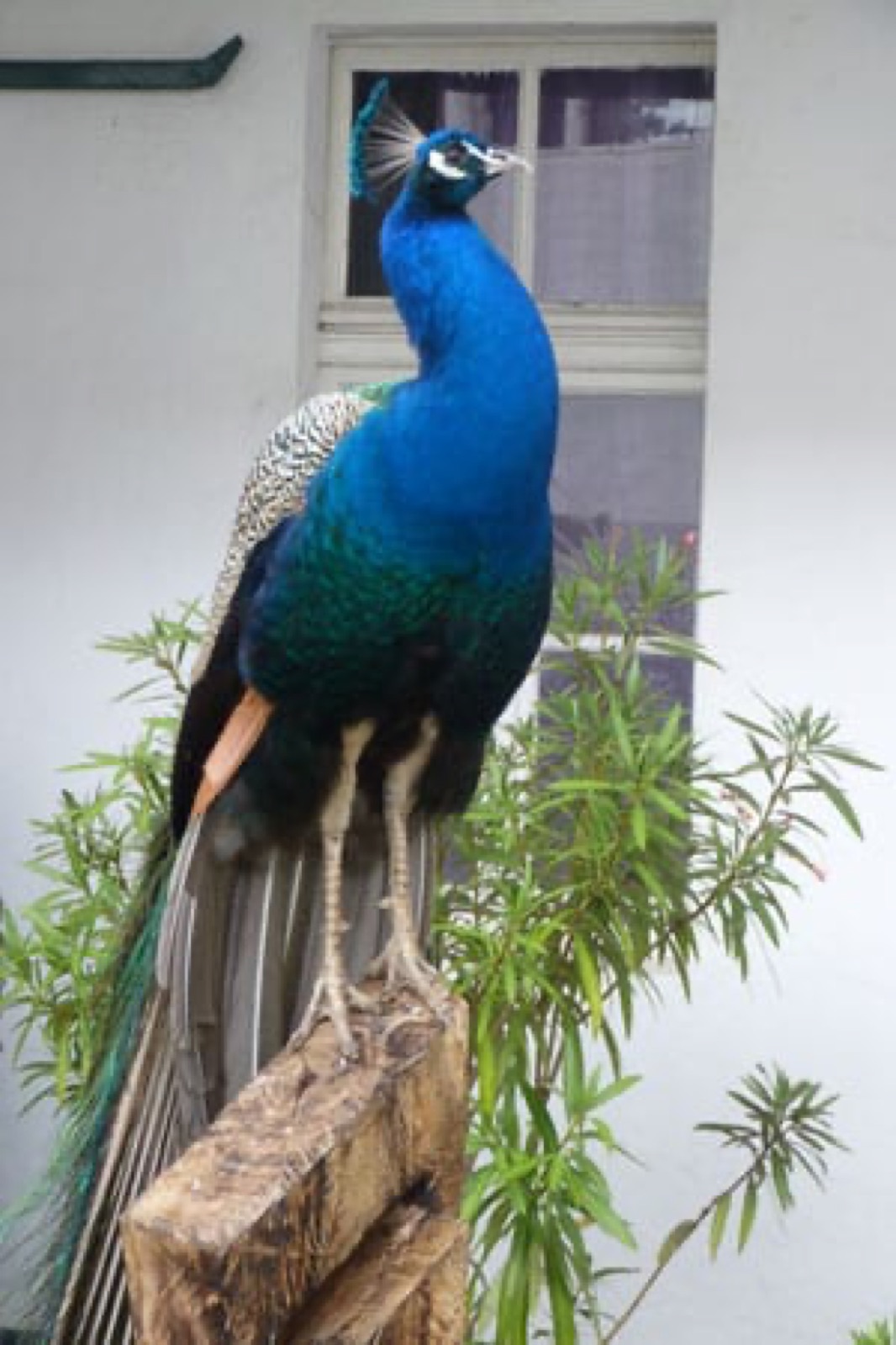 Zoo, Foto 1