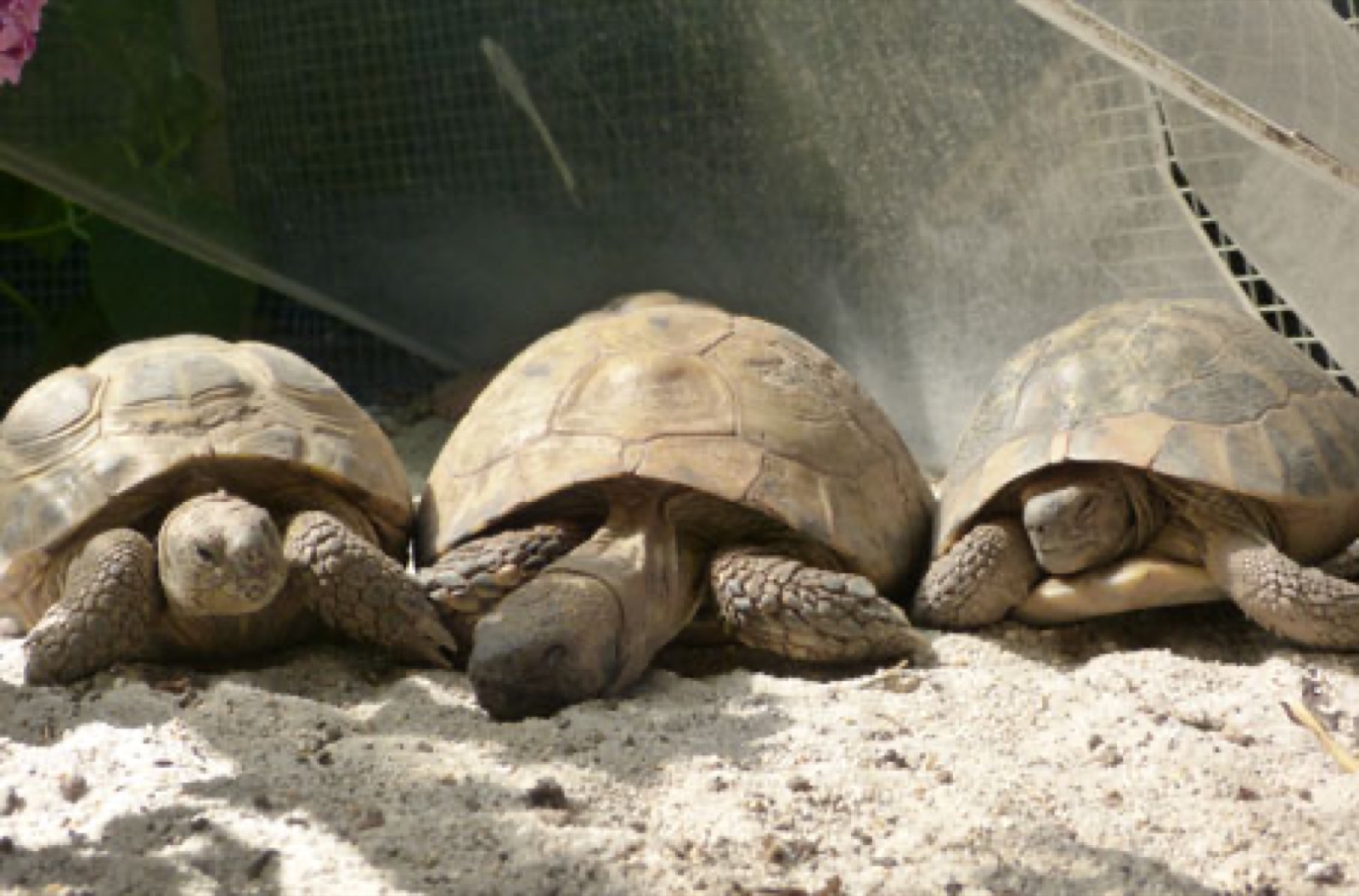 Zoo, Foto 7