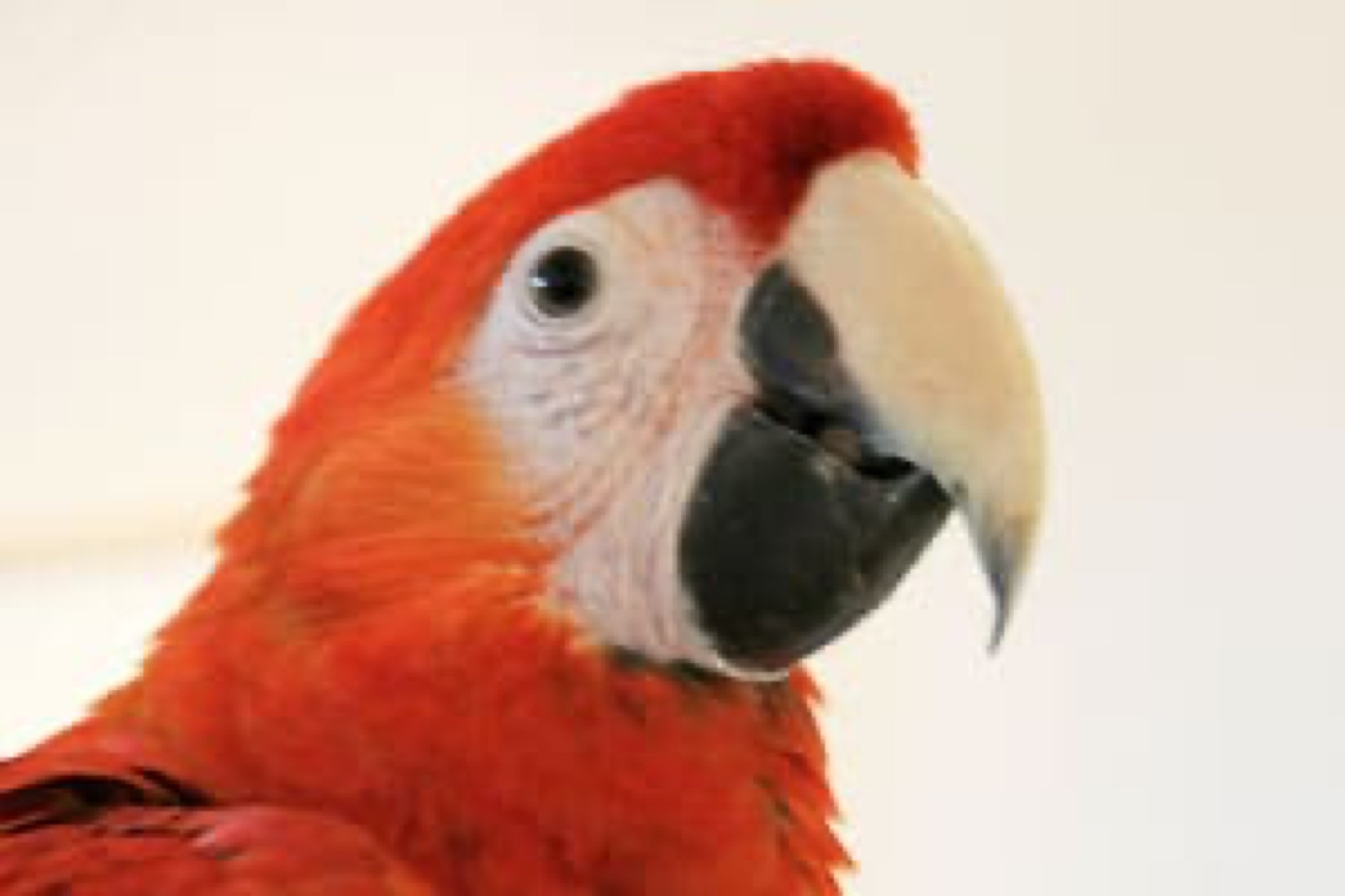 Zoo, Foto 9