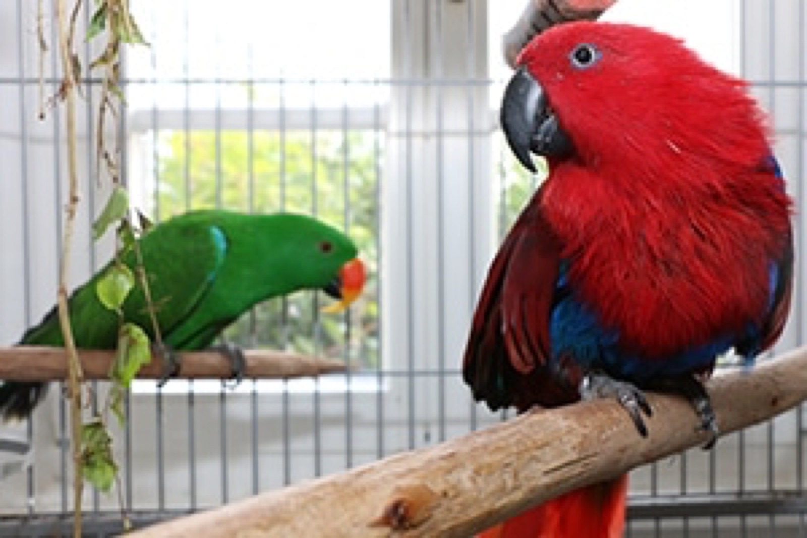 Zoo, Foto 10