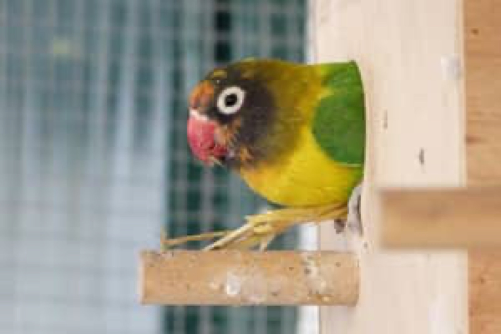 Zoo, Foto 17