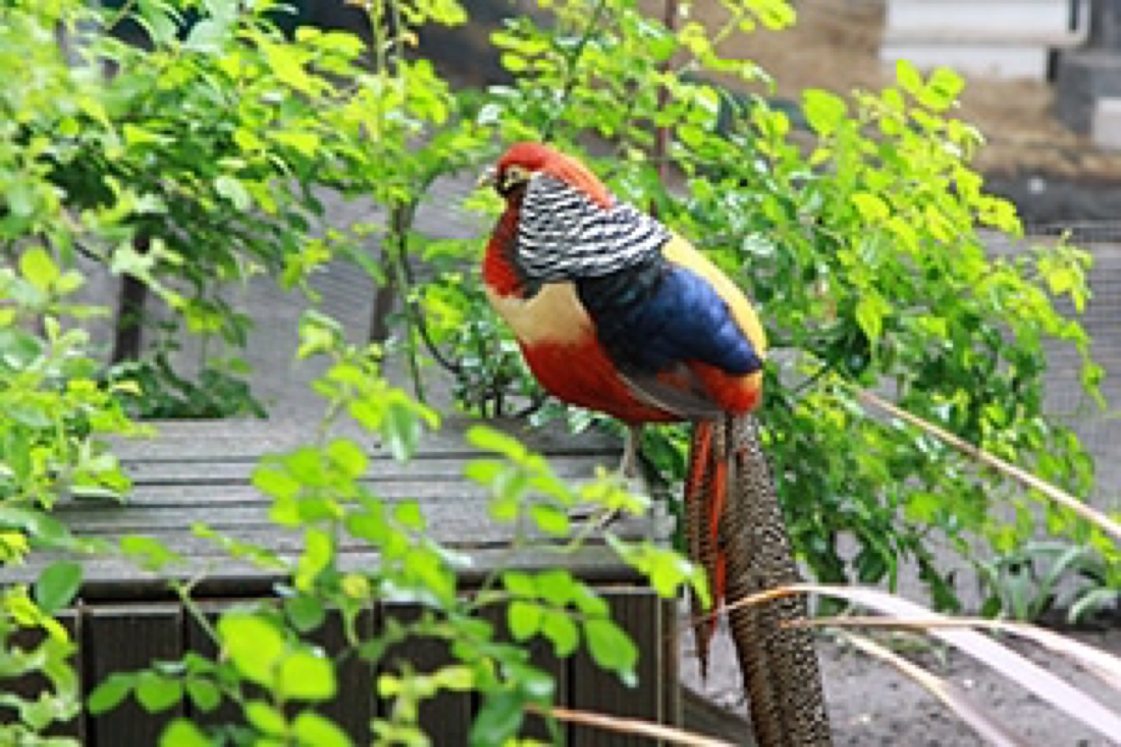 Zoo, Foto 18