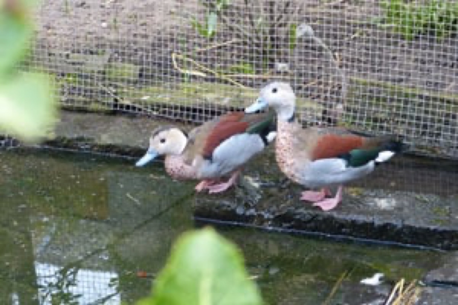 Zoo, Foto 20